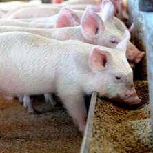 仔猪诱食一旦出现问题极易造成拉稀的现象，如何做才把诱食做好呢？