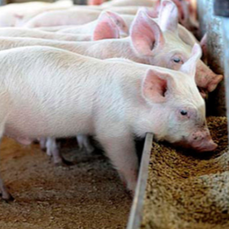外购猪苗怎么选？这9招一定要学！