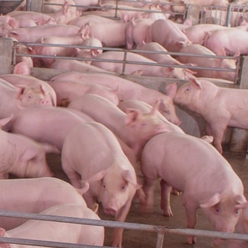 遇到猪传染性胃肠炎不知道怎么办？从生物安全都中西药防治都在这里了！