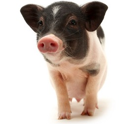 养猪业困局：从&rsquo;躺赚时代&rsquo;到&rsquo;越勤越亏&rsquo;，微利时代如何破局？