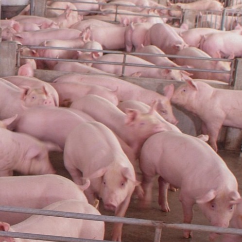 猪场滥用&ldquo;缩宫素&rdquo;带来哪些危险？