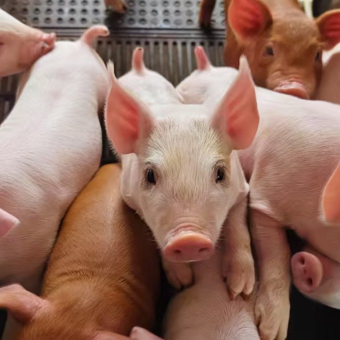 断奶仔猪长途运输中需要给水吗