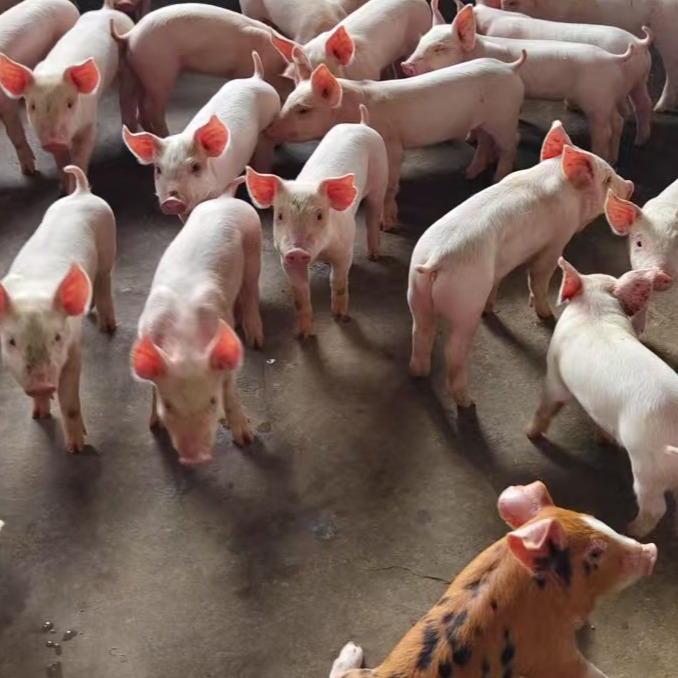 如何让栏舍不再成为影响猪群健康的因素