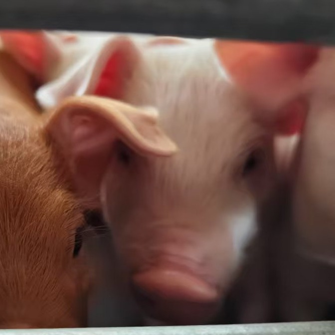 养猪中的自我安慰行为