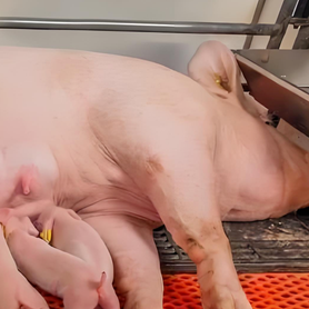 母猪寒厥症的诊治