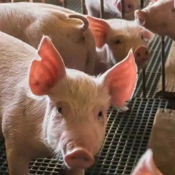 系统解码母猪繁殖力&mdash;&mdash;构建从发情到高产的全周期管理