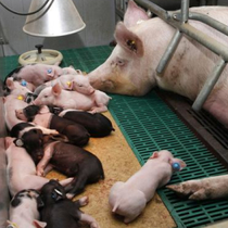 母猪各阶段的流产是什么导致的