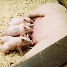 母猪深部输精技术和详细操作步骤