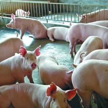 如何才能养好育肥猪