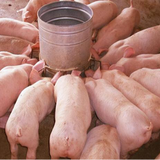 兽用抗生素残留对环境有什么影响？