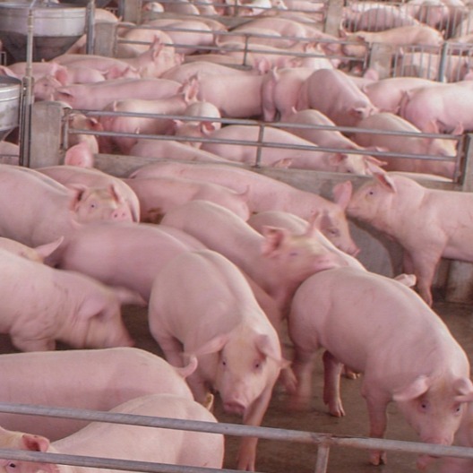 猪真能无故流产？专家：事出必有因