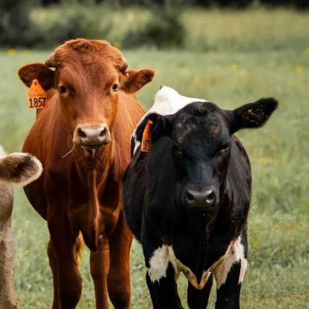 冬春口蹄疫防控技术指南