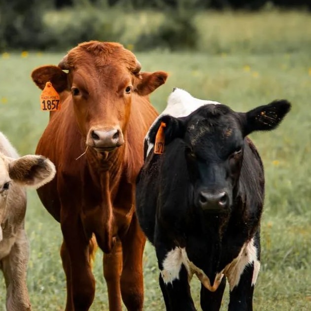 是病就要治！牛伸舌头玩舌头治疗方法!