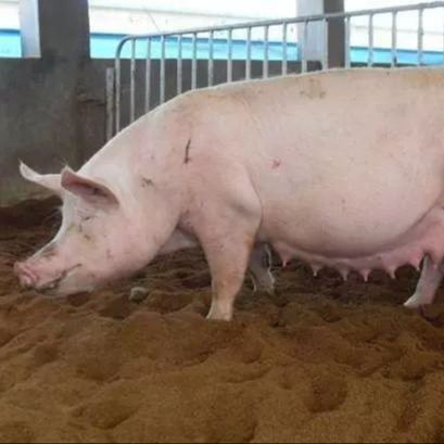 挑选后备母猪有10看（多图详解）