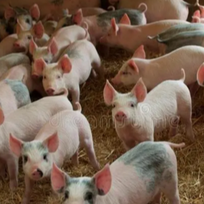 提升配种分娩率的关键是什么