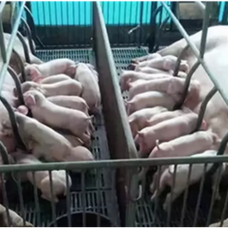 养猪人需要重视猪流感！