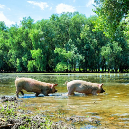 引起猪免疫抑制的原因是什么