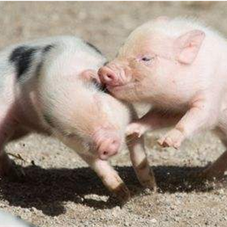 仔猪阉割后使用碘酊还是碘酒消毒更好