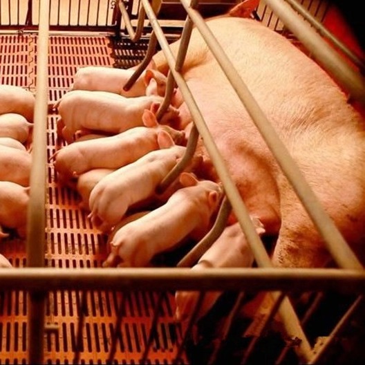 供强需弱，养殖端清栏避险出栏积极〡母猪存栏仍过剩