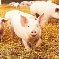 治疗猪呼吸道病用药技巧！