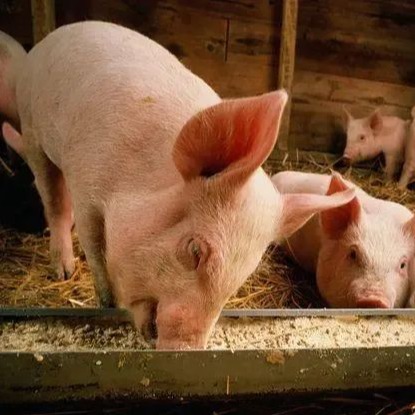 疫情肆虐！欧洲 11 国单周 410 起非瘟疫情创纪录，3类猪场需立即升级防控&zwnj;