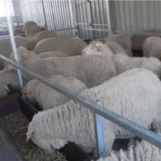 这些营养物质将直接影响母羊繁殖能力！