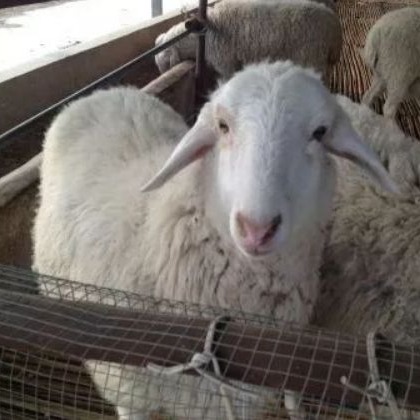 羊支原体肺炎怎么治疗?多久能好?