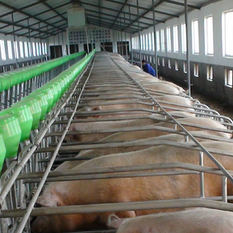 怎么实现低成本养猪