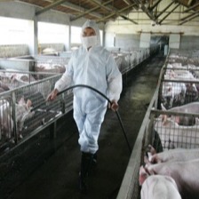 中医如何治疗猪丹毒