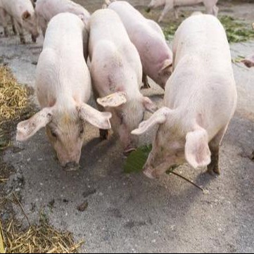 猪场防控的重要性