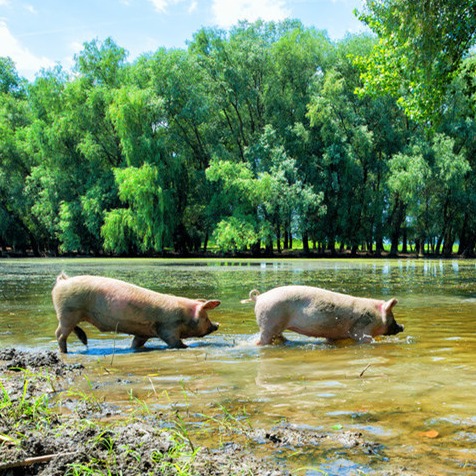 猪场管理中几个注意事项！