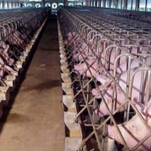 猪的常见病如何做好预防措施与治疗