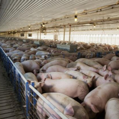 冬春非洲猪瘟高发！猪场必守八大防控要点