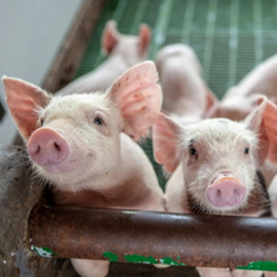 亏哭了！猪企集体大失血，3大征兆预示行业加速淘汰，成本6元或成生死线！