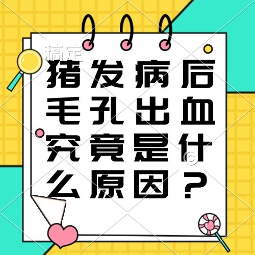 猪发病后毛孔出血究竟是什么原因？