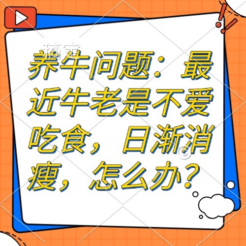 养牛问题：最近牛老是不爱吃食，日渐消瘦，怎么办？