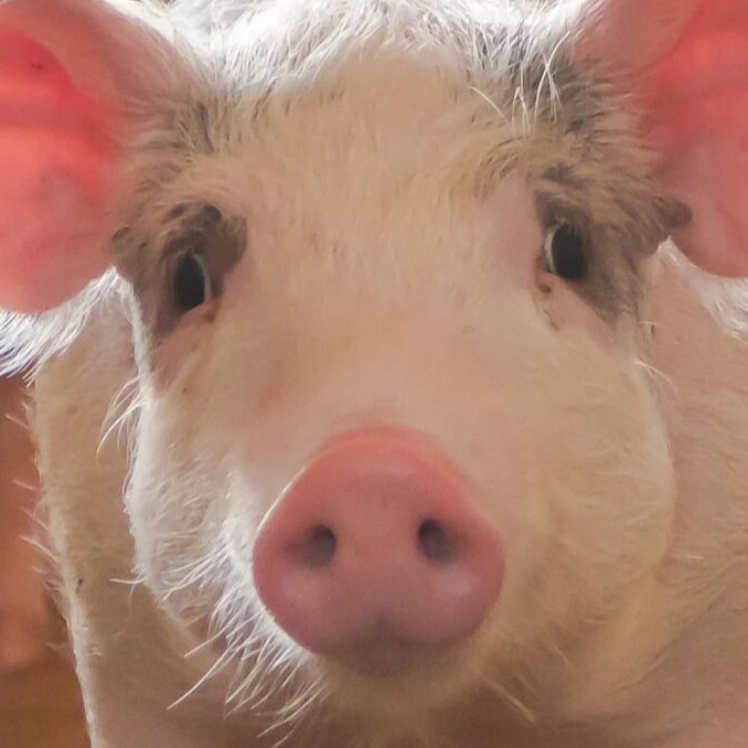 我国第一个非瘟疫苗成功进行临床攻毒的&ldquo;保护率&rdquo;验证！