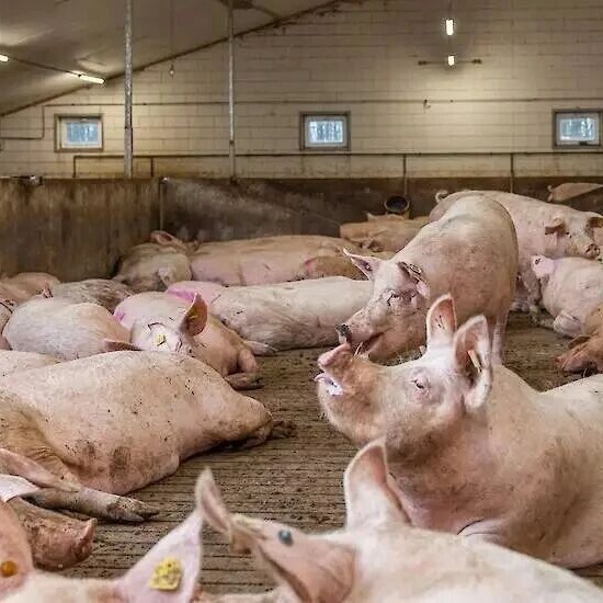 贼风对育肥猪的危害