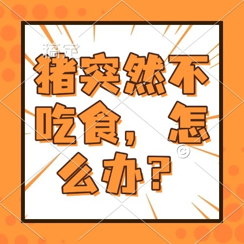 猪突然不吃食，怎么办？