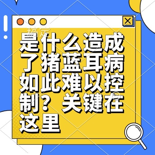 是什么造成了猪蓝耳病如此难以控制？关键在这里