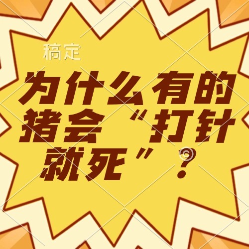 为什么有的猪会&ldquo;打针就死&rdquo;？