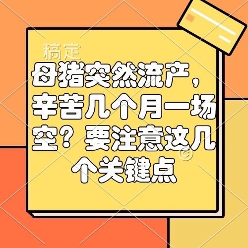 母猪突然流产，辛苦几个月一场空？要注意这几个关键点