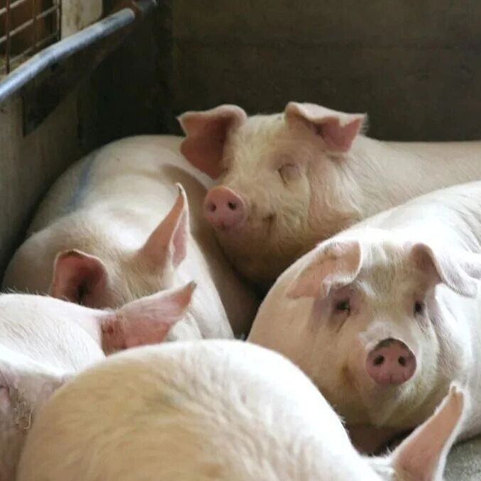 猪咬尾症的病因分析与防控