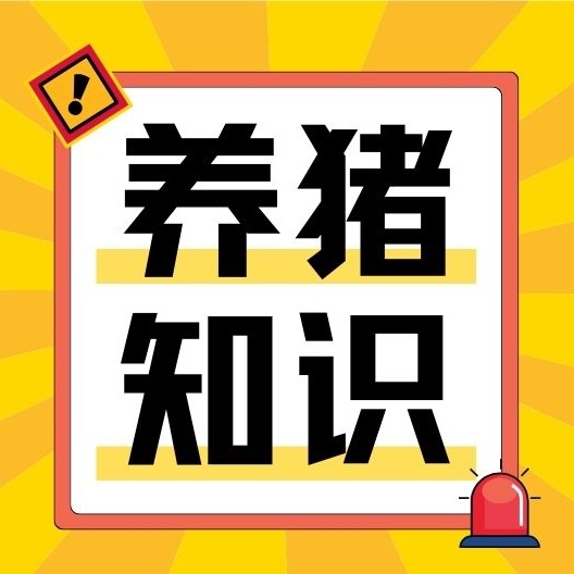 猪为啥爱咬尾？养猪人必看的防治秘籍来了！