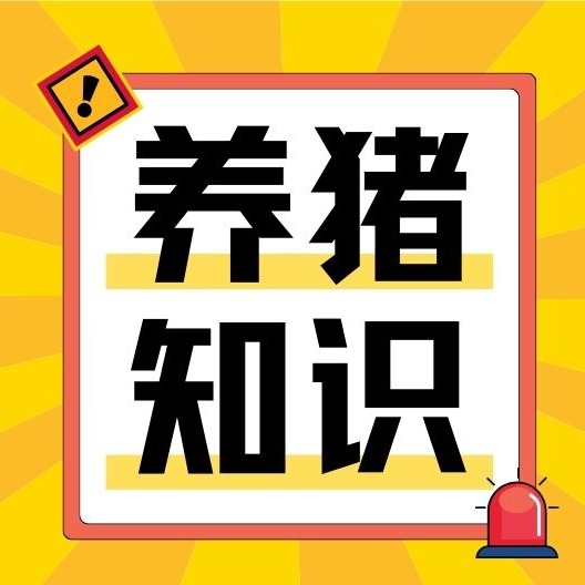 饲料越稀越易消化？揭秘养猪4大误区
