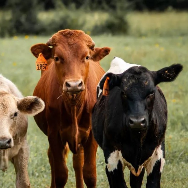 简单几招，鉴定母牛是否带犊！