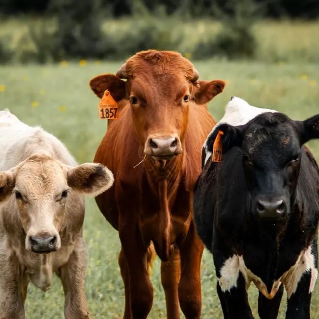 牛尾上的秘密，你知道吗？