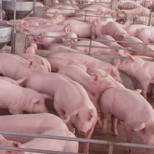 母猪怀孕40天内千万别做这些小动作，否则&hellip;&hellip;