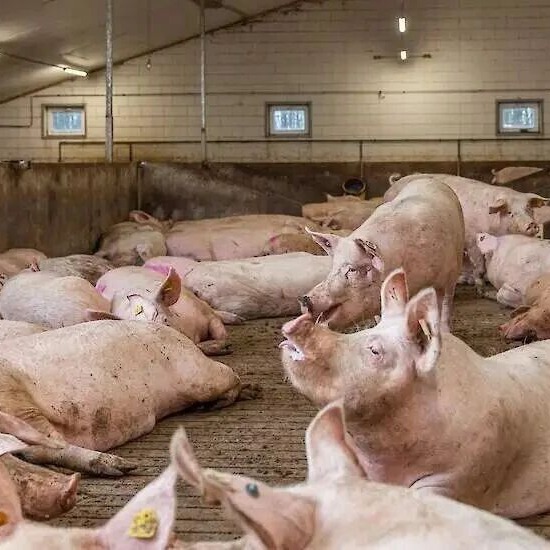 育肥猪舍空气质量改善方法