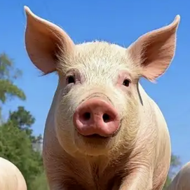 无抗时代，二甲酸钾的非抗生素的促生长价值